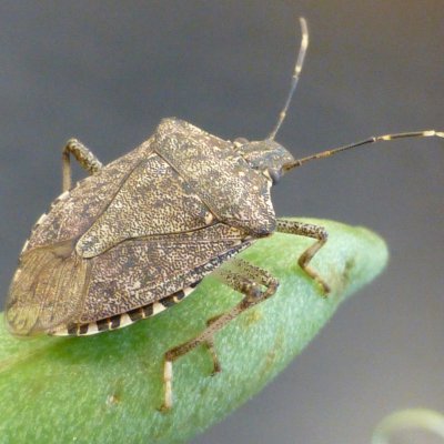Brown Marmorated Stink Bug in Soybean