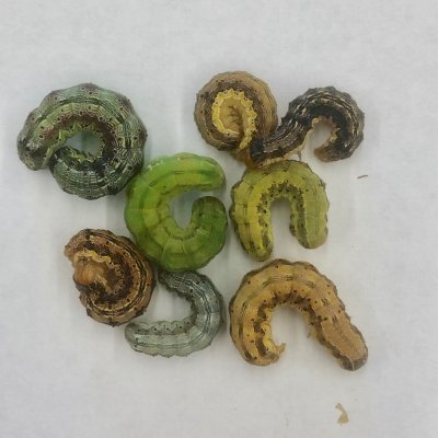 Corn Earworm in Soybean