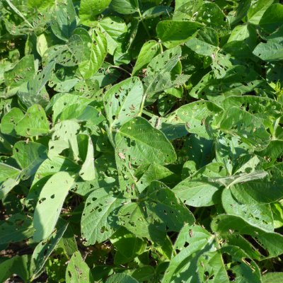 Grasshoppers in Soybean