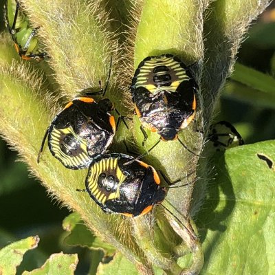 Green Stink Bug in Soybean