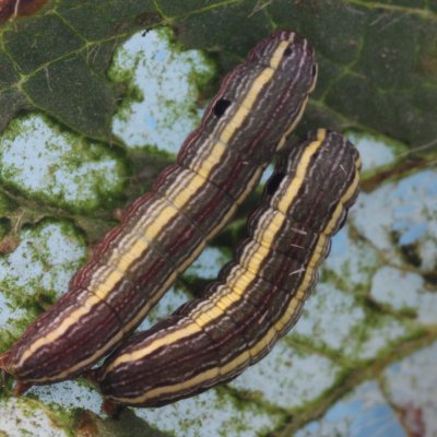 Yellowstriped Armyworm in Soybean