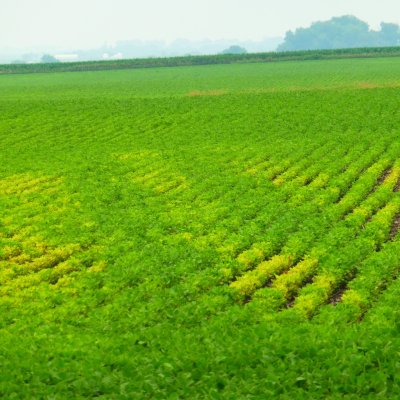 Iron (Fe) Deficiency Chlorosis (IDC) of Soybean