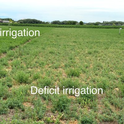 Drought in Alfalfa