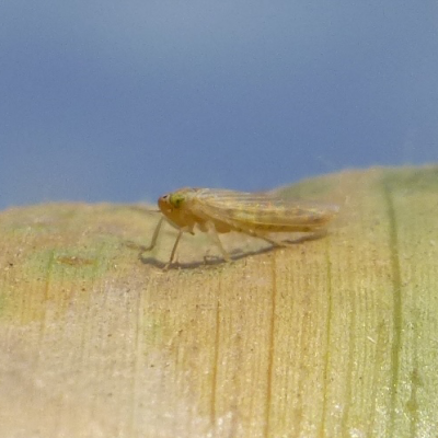 Corn Leafhopper Map