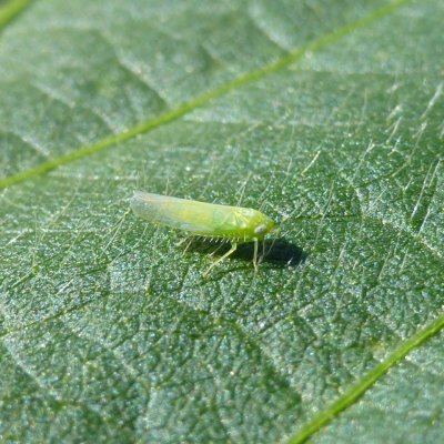 Potato Leafhopper in Soybean