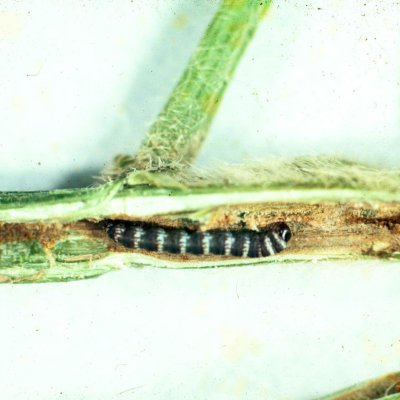 Lesser Cornstalk Borer in Soybean