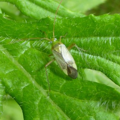 Plant Bugs in Alfalfa