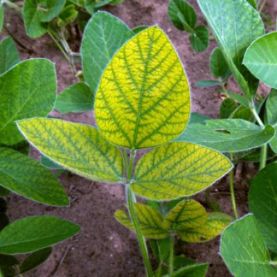 Manganese (Mn) Deficiency of Soybean