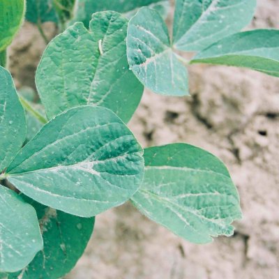 Seedling Shoot Growth Inhibitor (HG 15) Herbicide Injury in Soybean