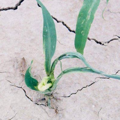 Seedling Shoot Growth Inhibitor (HG 15) Herbicide Injury in Corn