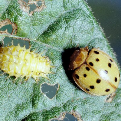 Mexican Bean Beetle in Soybean