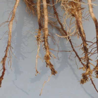 Nematodes that Feed on Corn