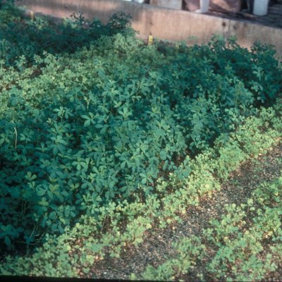 Nitrogen Deficiency in Alfalfa