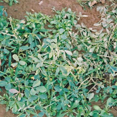 Herbicide Injury in Alfalfa