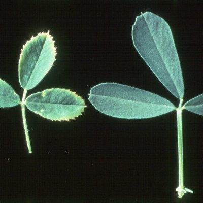Calcium Deficiency in Alfalfa