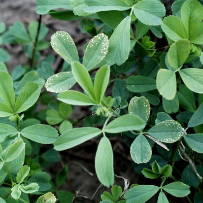 Potassium Deficiency in Alfalfa