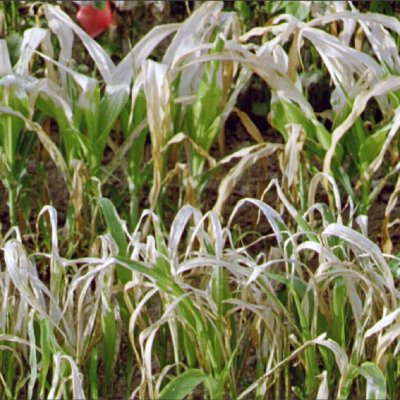 Photosystem I Electron Diverter (HG 22) Herbicide Injury in Corn