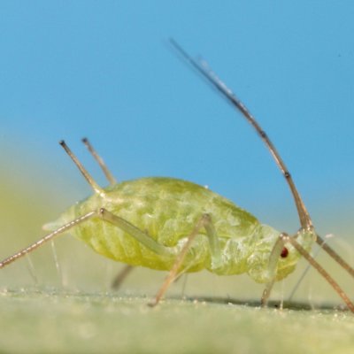 Aphids in Alfalfa
