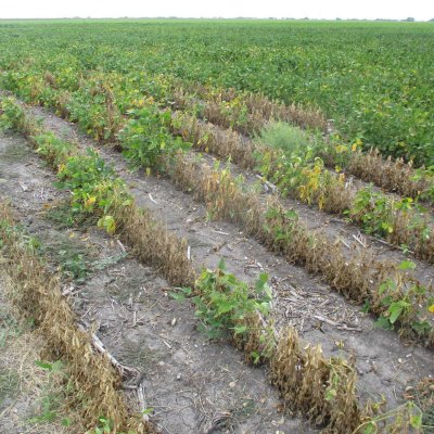Phymatotrichum Root Rot of Soybean