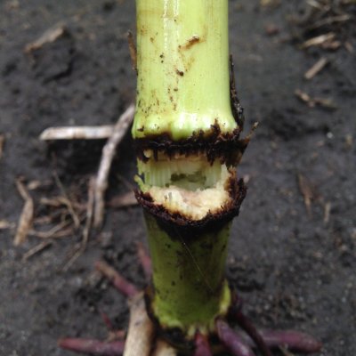 Physoderma Stalk Rot of Corn