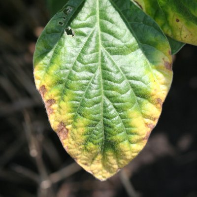 Potassium (K) Deficiency of Soybean