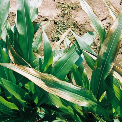 Photosystem II Inhibitor (HG 5 and 6) Herbicide Injury in Corn