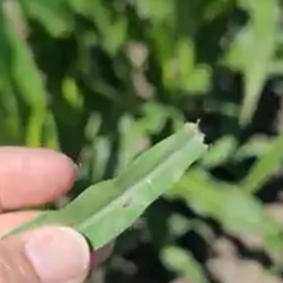 Fungicide Application Reminders to Optimize Management of Tar Spot and Return on Investment in Corn