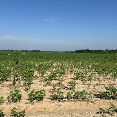 An Overview of Reniform Nematode
