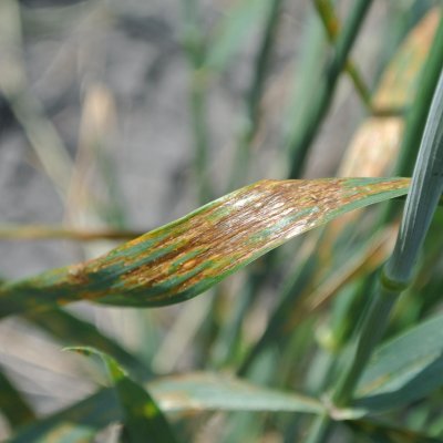 Wheat Disease Loss Estimates from the United States and Ontario, Canada — 2020