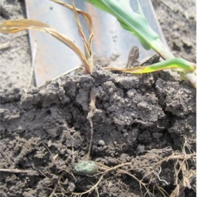 Corn Disease Loss Estimates From the United States and Ontario, Canada — 2013