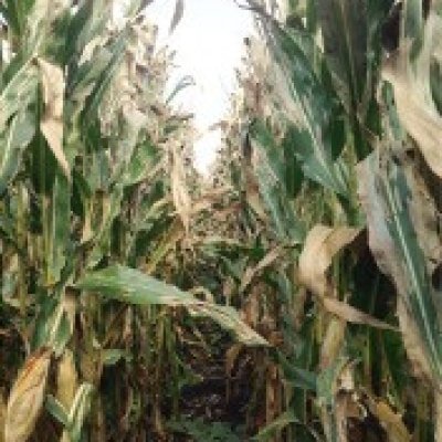 Corn Disease Loss Estimates From the United States and Ontario, Canada — 2014