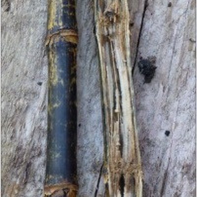 Corn Disease Loss Estimates From the United States and Ontario, Canada — 2016