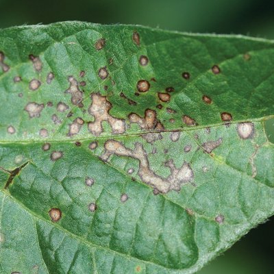 Fungicide Resistance in Field Crops FAQs