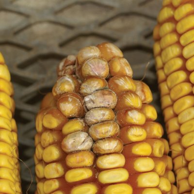 Corn Disease Loss Estimates From the United States and Ontario, Canada — 2017