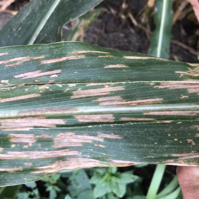 Corn Disease Loss Estimates From the United States and Ontario, Canada — 2018