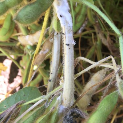 Soybean Disease Loss Estimates From the United States and Ontario, Canada — 2017