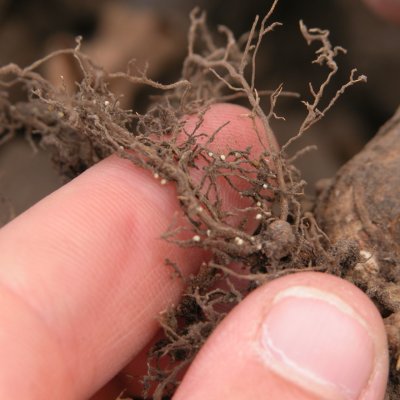 Soybean Disease Loss Estimates From the United States and Ontario, Canada — 2015