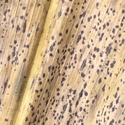 Corn Disease Loss Estimates From the United States and Ontario, Canada — 2021