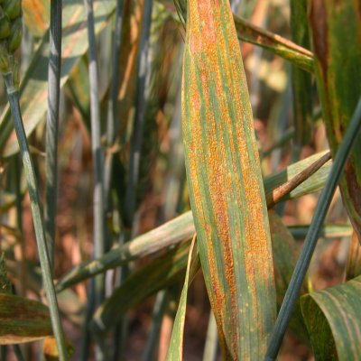 Wheat Disease Loss Estimates from the United States and Ontario, Canada — 2019