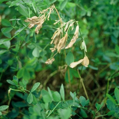 An Overview of Anthracnose in Alfalfa