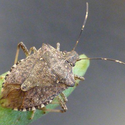 Corn Invertebrate Loss Estimates from the United States and Ontario, Canada — 2021