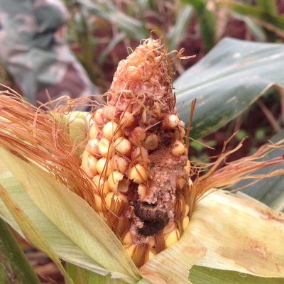 Corn Invertebrate Loss Estimates from the United States and Ontario, Canada — 2024