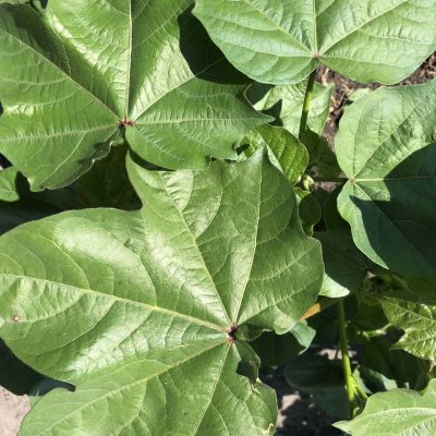 Prevalence of the oomycete species on cotton in Alabama and across the cotton belt