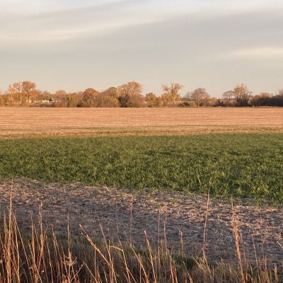 Cover Crops Do's and Don't's