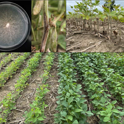 An Overview of Phytophthora Root and Stem Rot