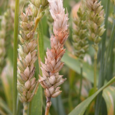 Wheat Disease Loss Estimates from the United States and Canada — 2024