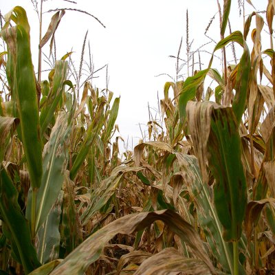 An Overview of Northern Corn Leaf Blight