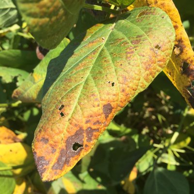An Overview of Cercospora Leaf Blight of Soybean