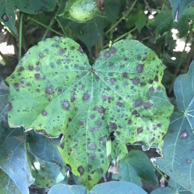 Cotton Disease Loss Estimates from the United States — 2022