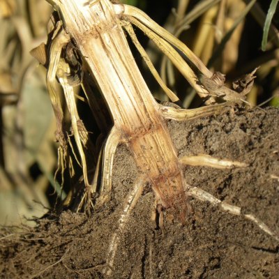 Frequently asked Questions about Crown Rot in Corn
